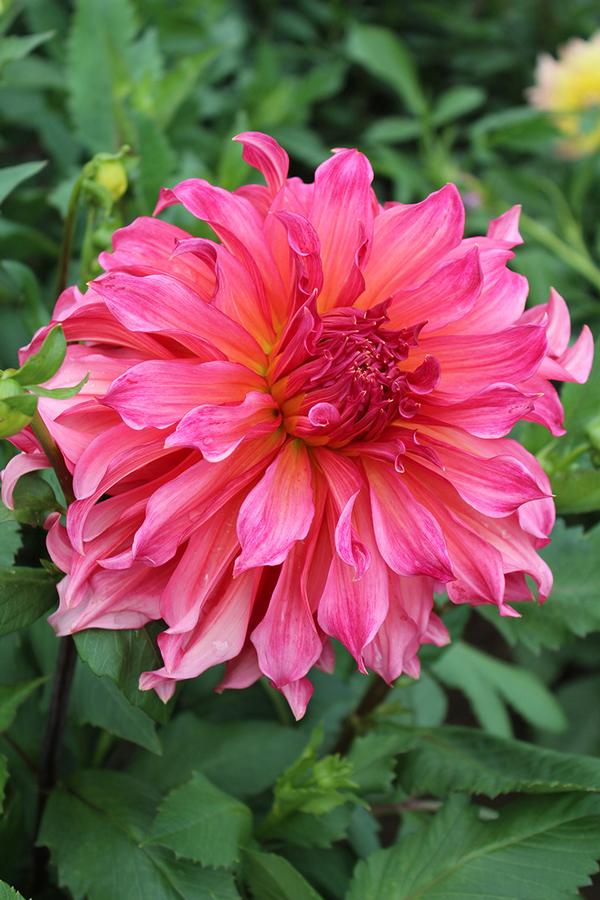 Dahlia Islander