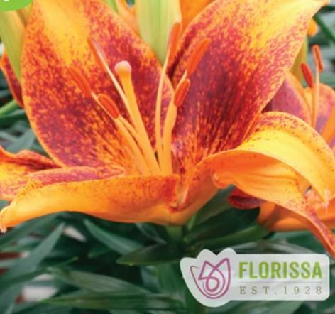 Lilium asiaticum Lily Looks Tiny Cosmic