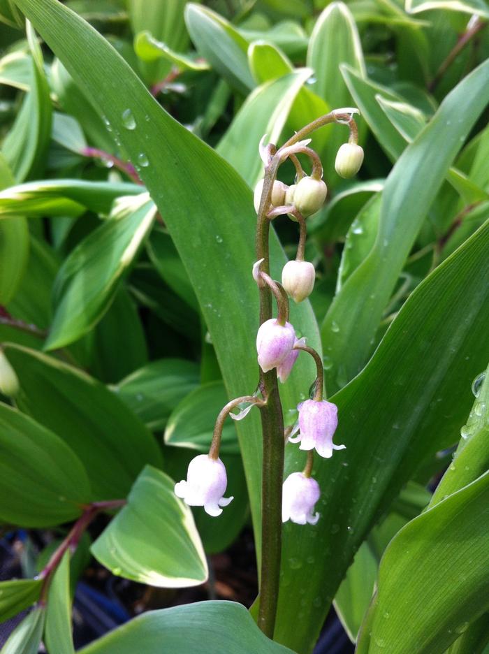 Convallaria majalis Rosea 