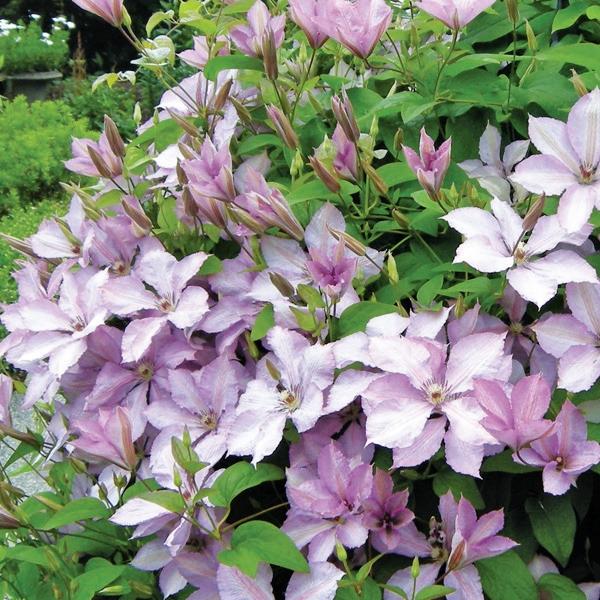 Clematis Gp C Margaret Hunt