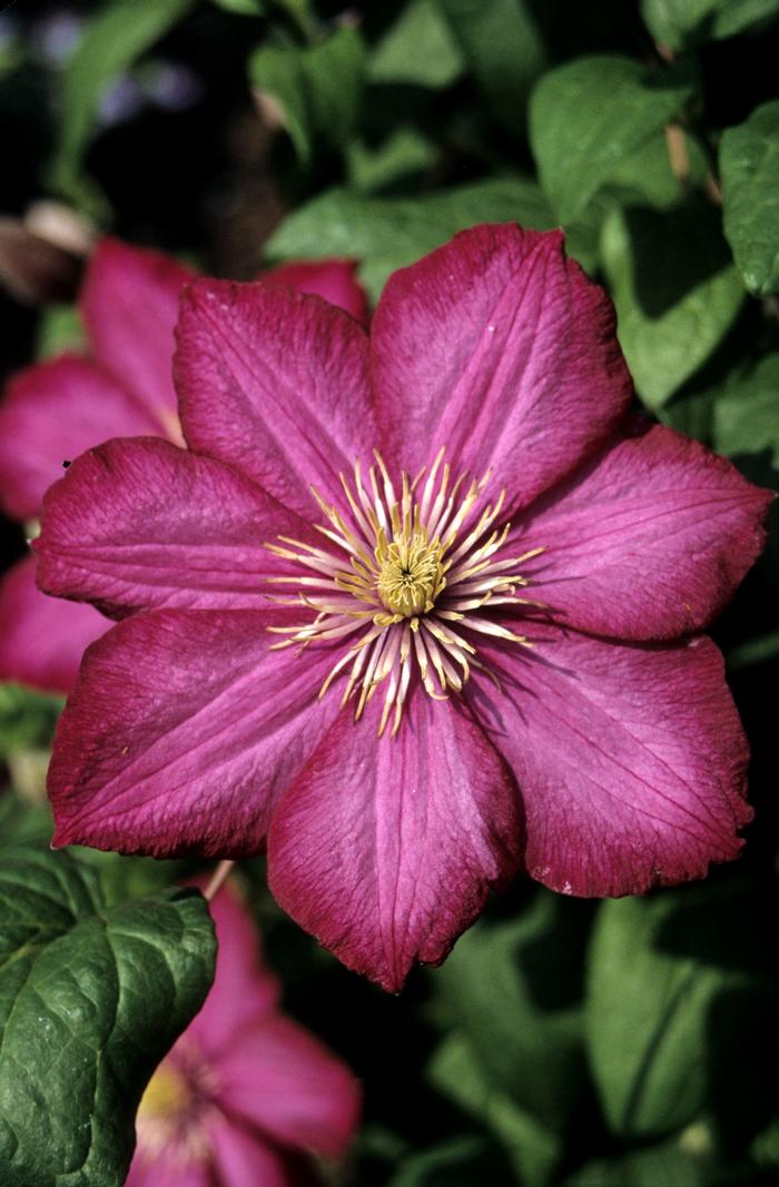 Clematis Gp B Ville de Lyon
