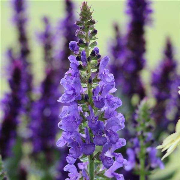Salvia (per) nemorosa Marvel Sky Blue