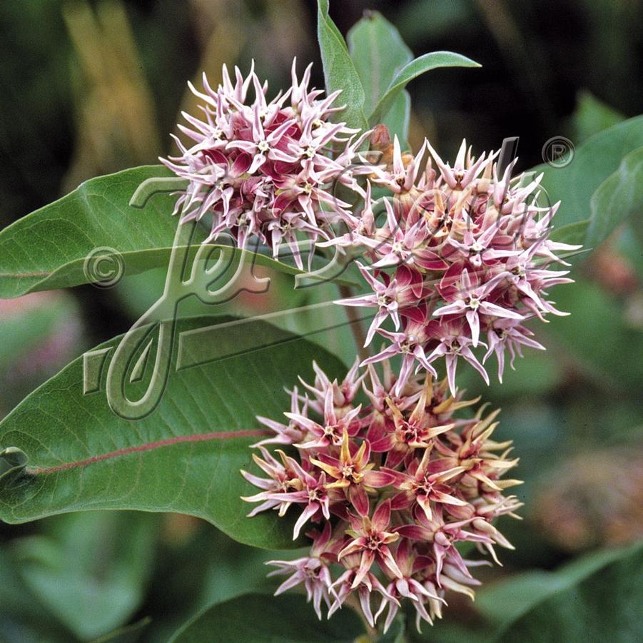 Asclepias speciosa 