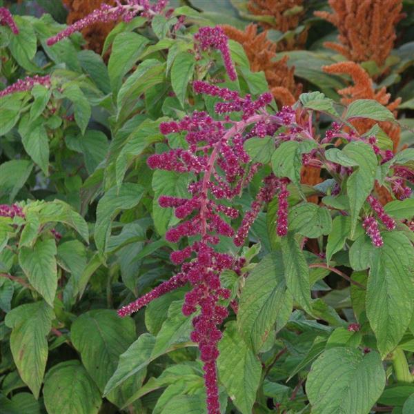 Amaranthus caudatus Red Tails