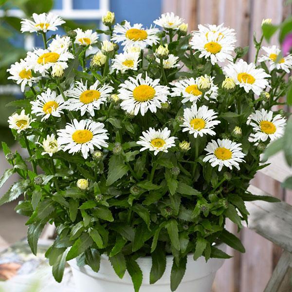 Leucanthemum x superbum Ooh La&trade; LaCrosse