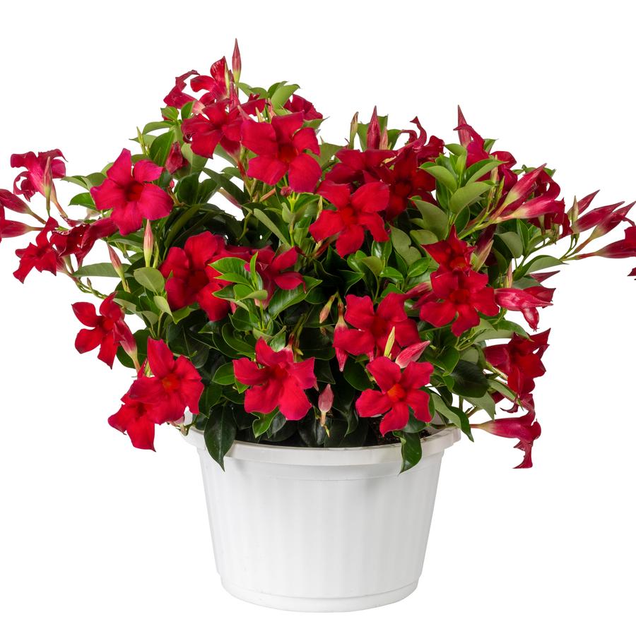 Mandevilla Sun Parasol&reg; Original Crimson