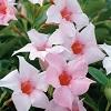 Mandevilla Sun Parasol&reg; Original Cream Pink