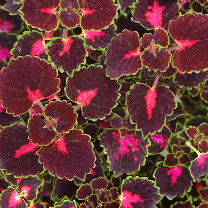 Coleus TrailBlazer&trade; Road Trip