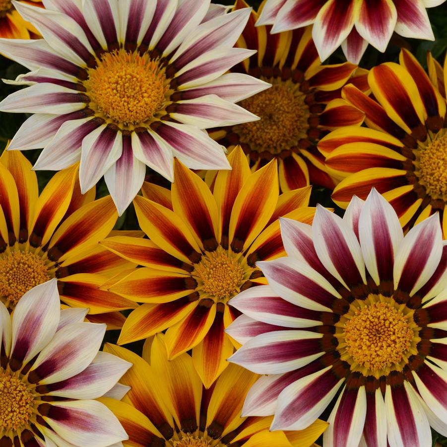 Gazania New Day&reg; Tiger Mix