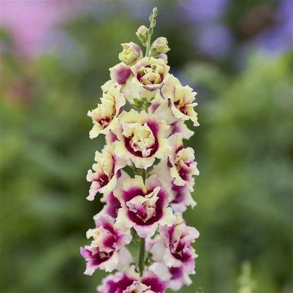 Snapdragon DoubleShot Lemon Purple Heart
