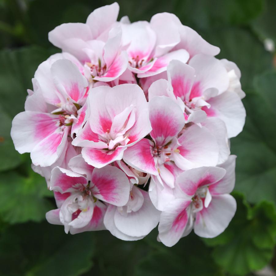 Geranium (Zonal) Fantasia&reg; White Sizzle