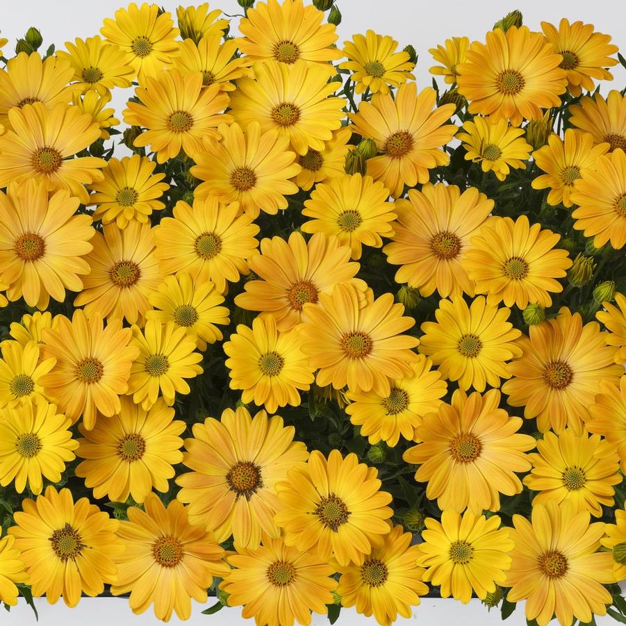 Osteospermum Akila&reg; Sunshine Yellow