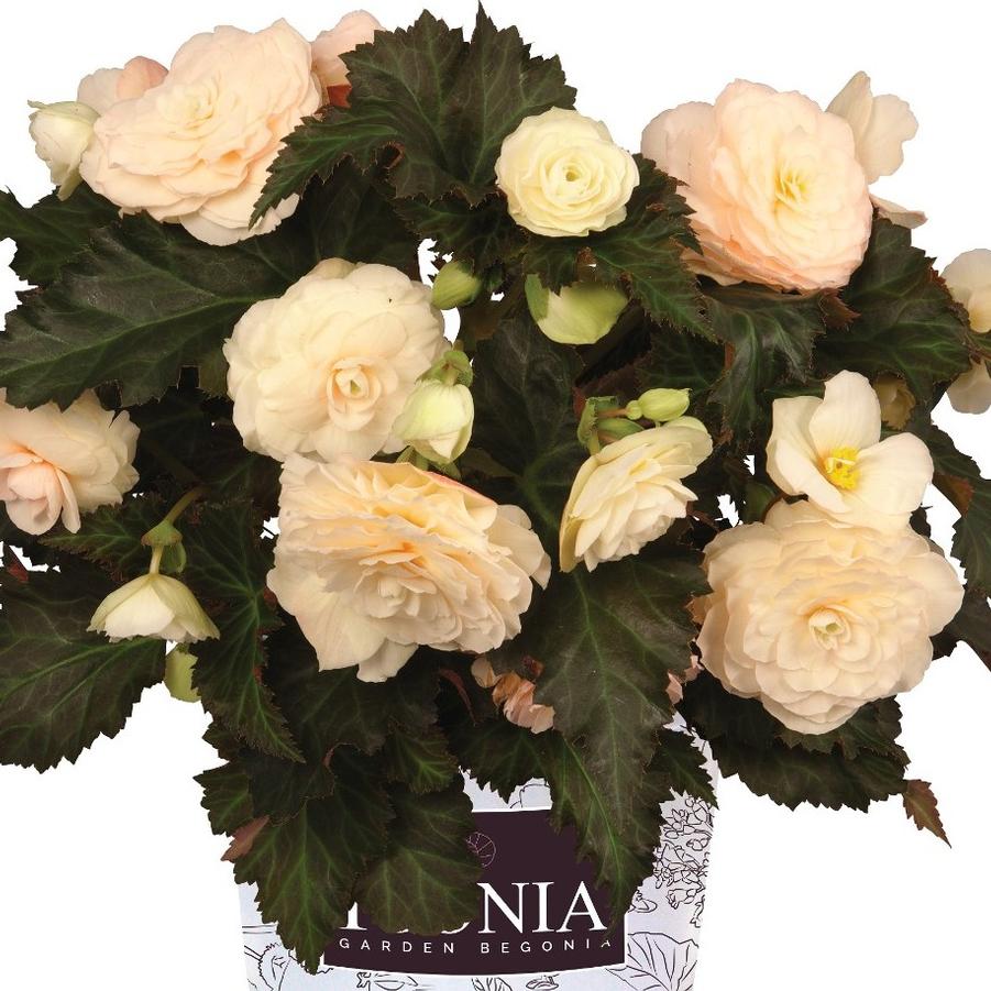 Begonia I'conia Portofino Champagne