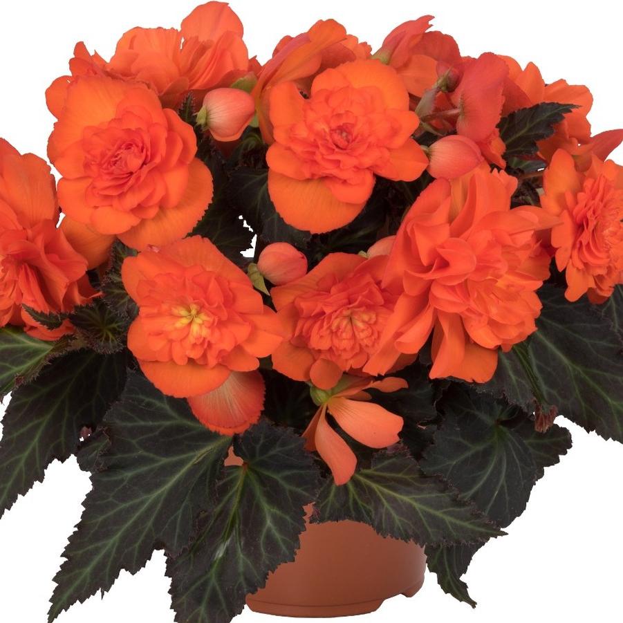Begonia I'conia Portifino Dark Orange