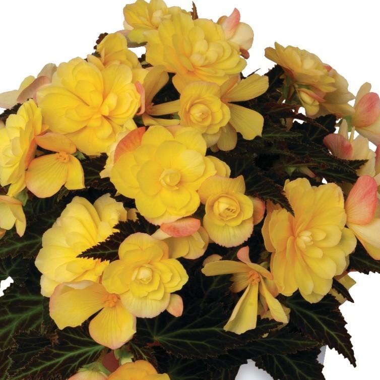 Begonia I'conia Portifino Yellow