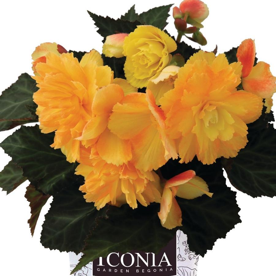 Begonia I'conia Portifino Citrix Yellow