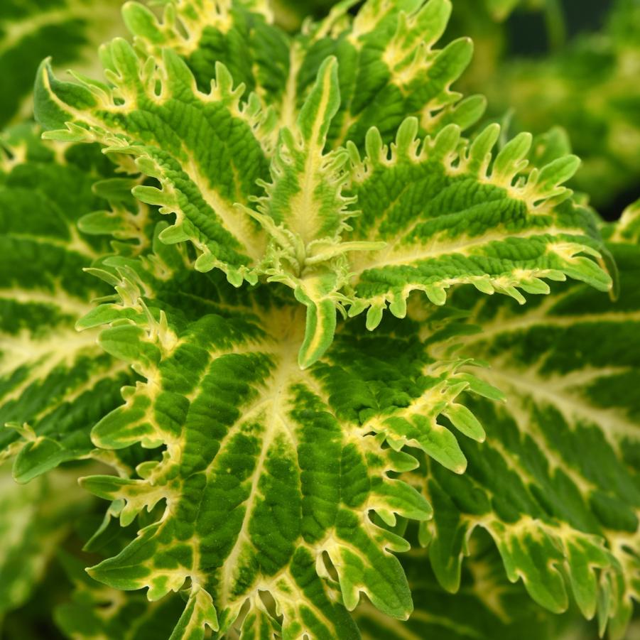 Coleus Charged Up Keylime Fringe