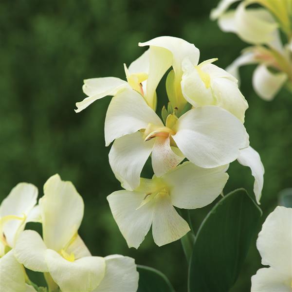 Canna South Pacific White