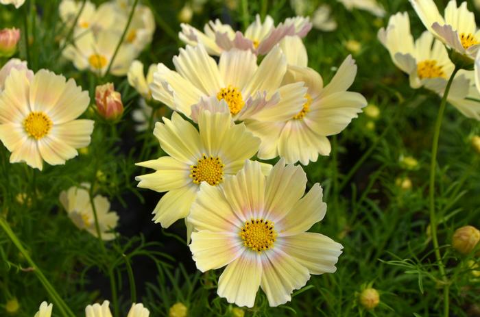Cosmos Lemonade