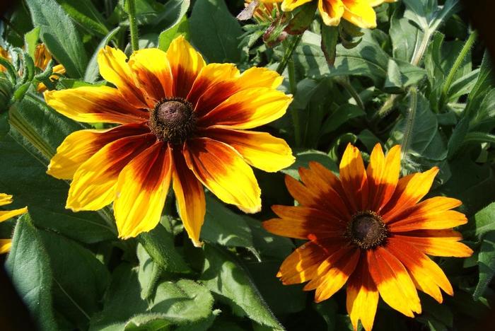 Rudbeckia Sunspot Yellow Bicolor