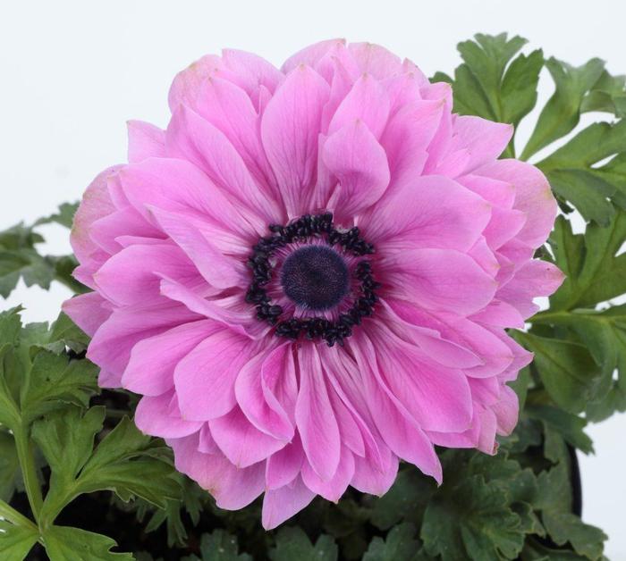 Anemone coronaria Harmony Double Rose