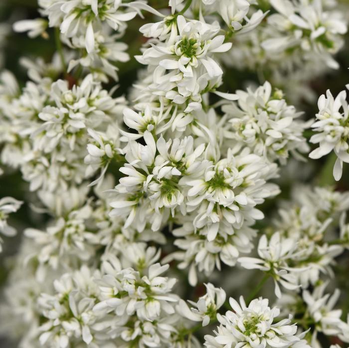 Euphorbia hypericifolia Flurry