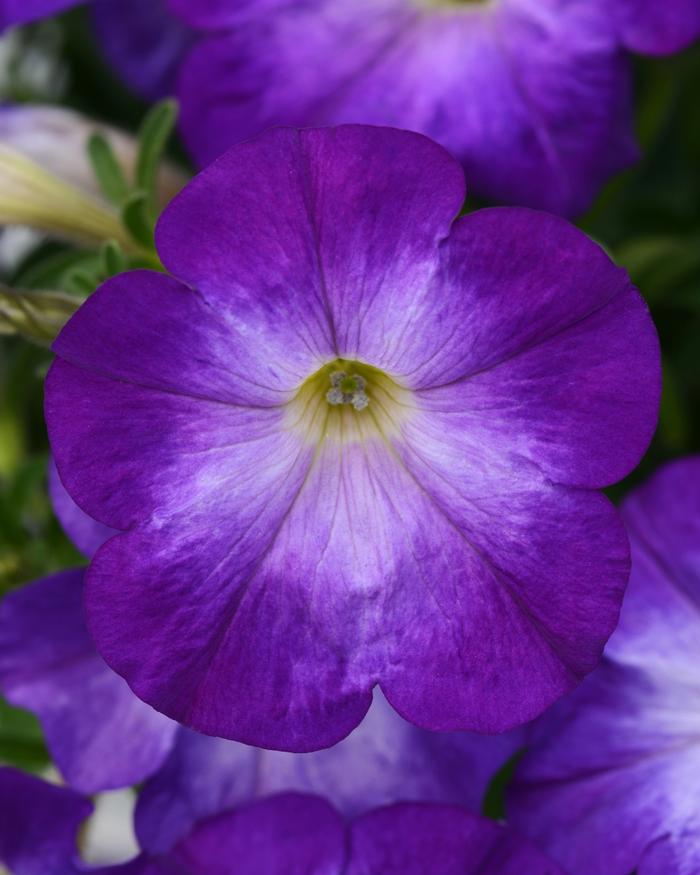 Petunia Bluerific