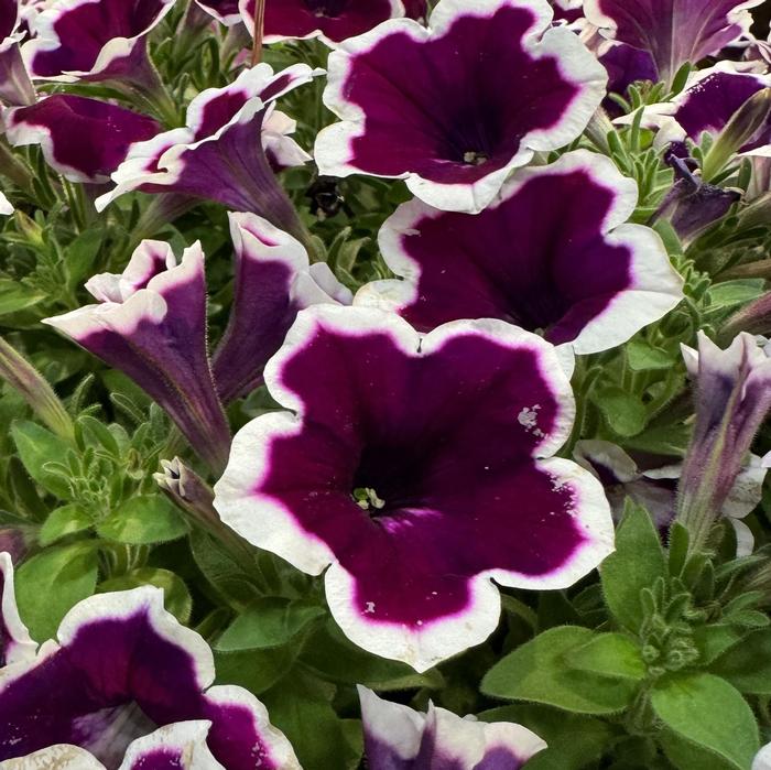 Petunia Painted Love&trade; Purple