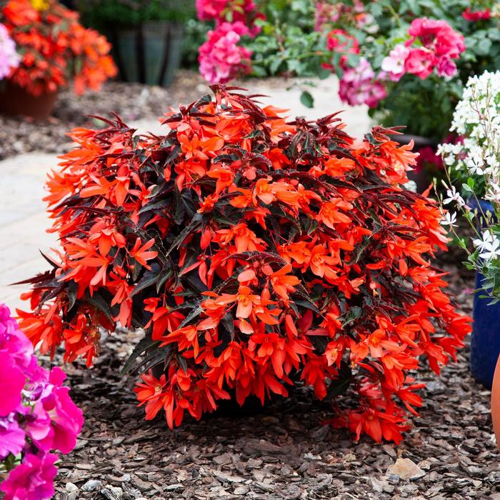 Begonia Bossa Nova&reg; Night Fever Papaya