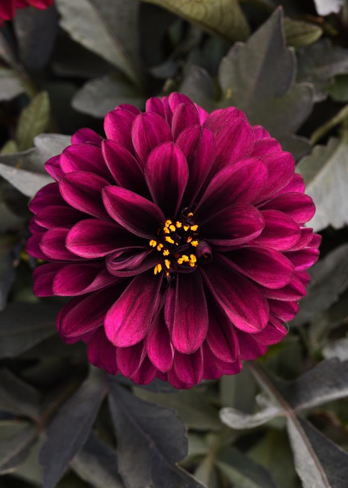Dahlia City Lights&trade; Purple
