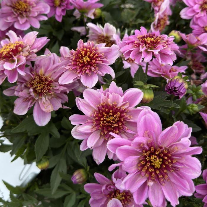 Dahlia Venti&trade; PinkBurst