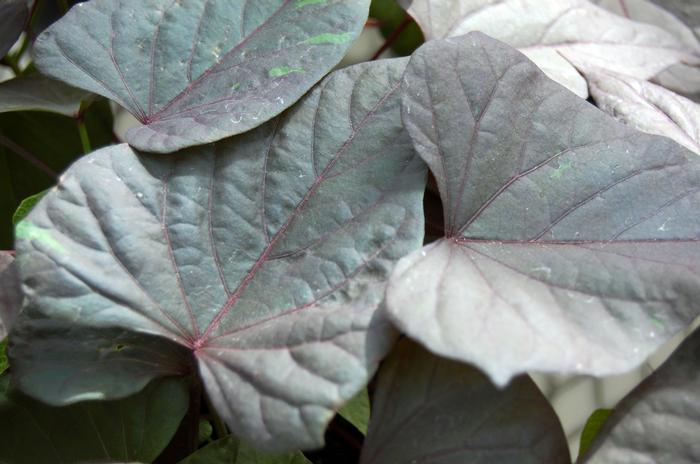 Ipomoea batatas Ace of Spades