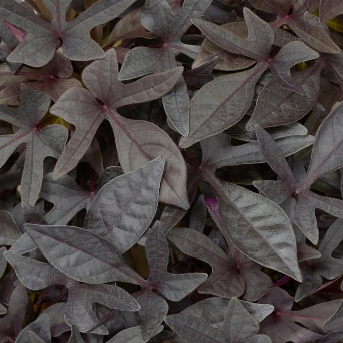 Ipomoea batatas Sidekick&trade; Black