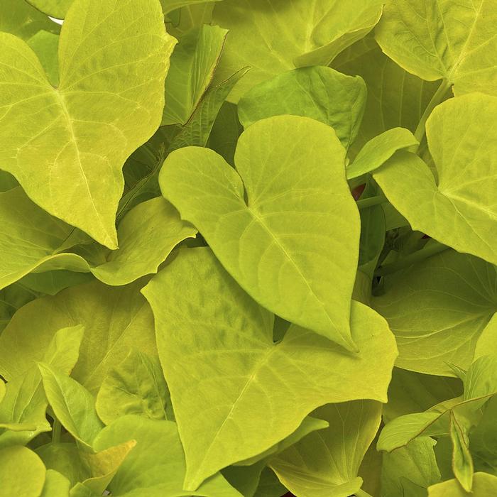 Ipomoea batatas Sidekick&trade; Lime Heart