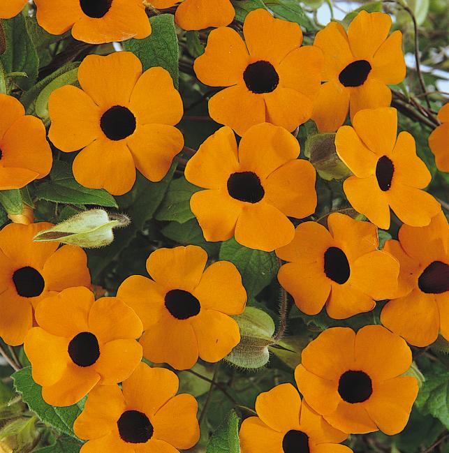 Thunbergia Sunny Orange Wonder