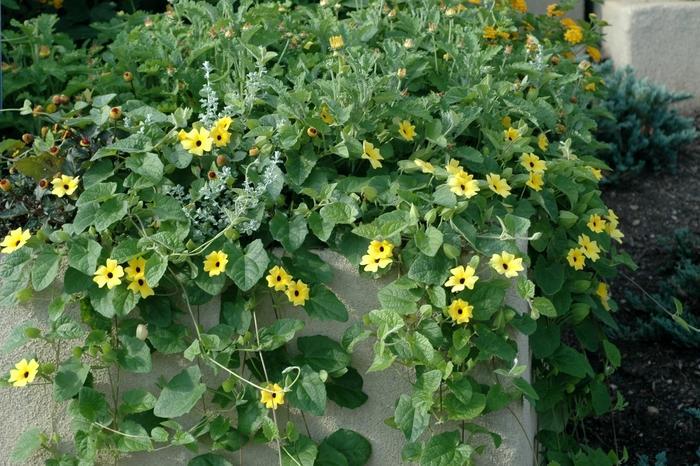 Thunbergia Sunny Lemon Star