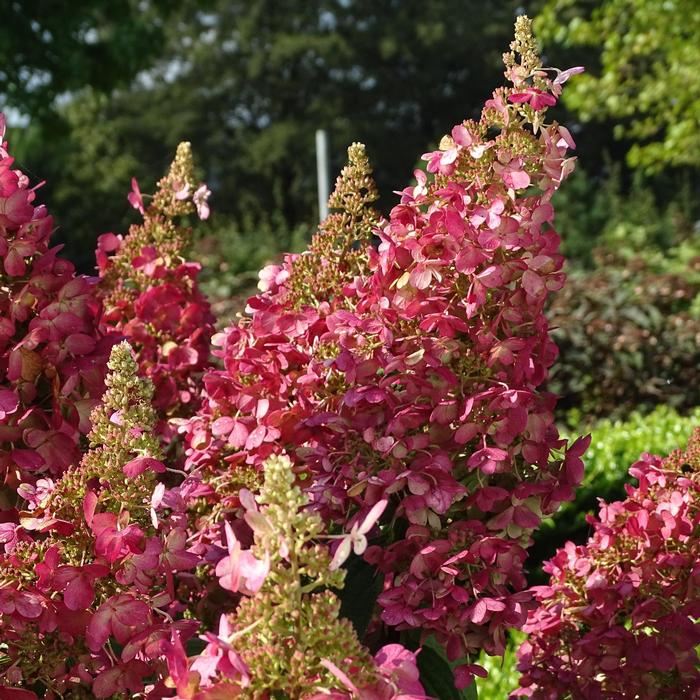 Hydrangea paniculata Candelabra&trade;