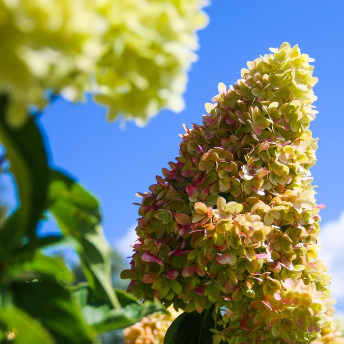 Hydrangea paniculata Dragon Baby&trade;