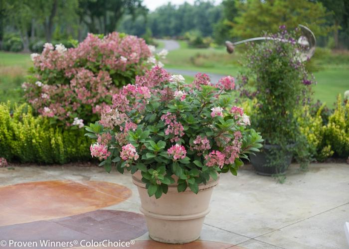 Hydrangea paniculata Little Quick Fire&reg;