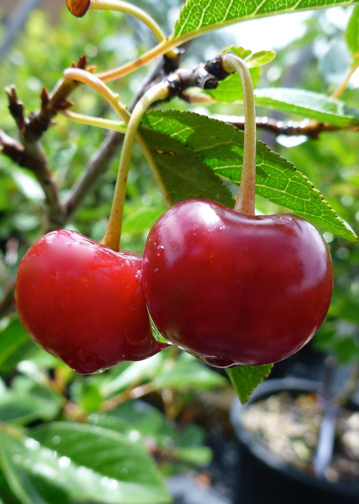 Prunus Juliet
