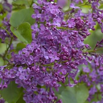 Syringa x hyacinthiflora Pocahontas