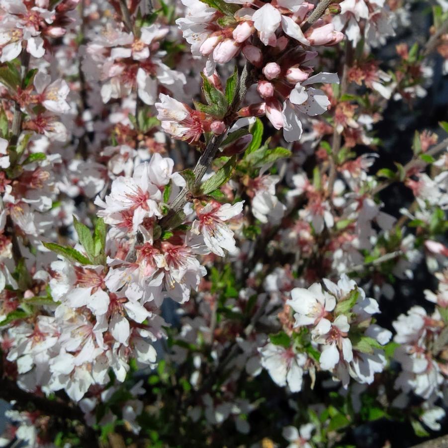 Prunus tomentosa 