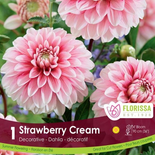 Dahlia Strawberry Cream