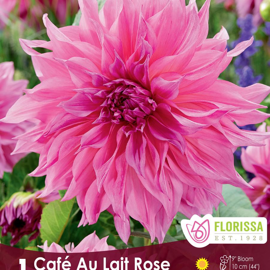 Dahlia Café au Lait Rose