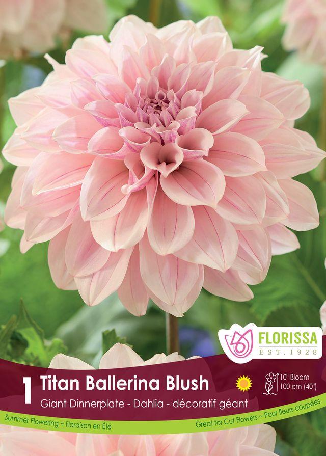 Dahlia Titan Ballerina Blush