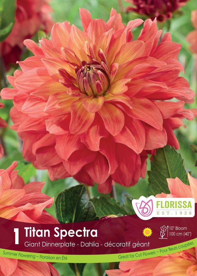 Dahlia Titan Spectra
