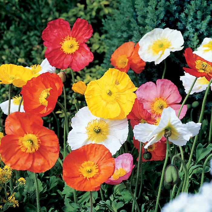 Papaver nudicaule Spring Fever&trade; Mix