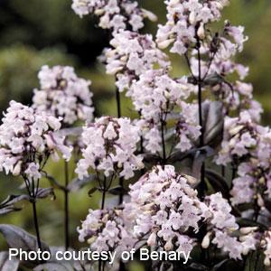 Penstemon digitalis Mystica