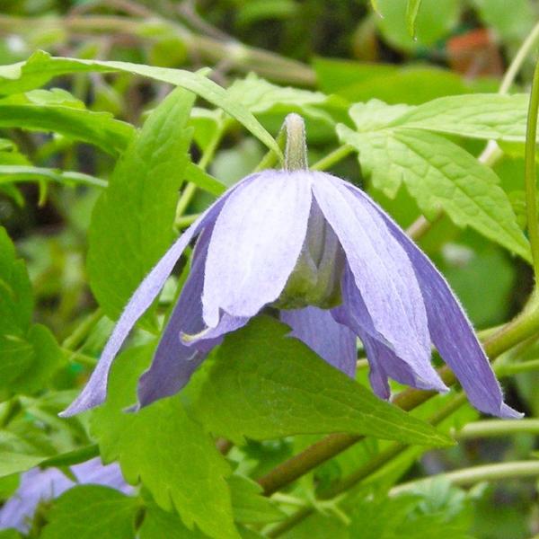 Clematis Gp A Alpina Stolwijks Gold