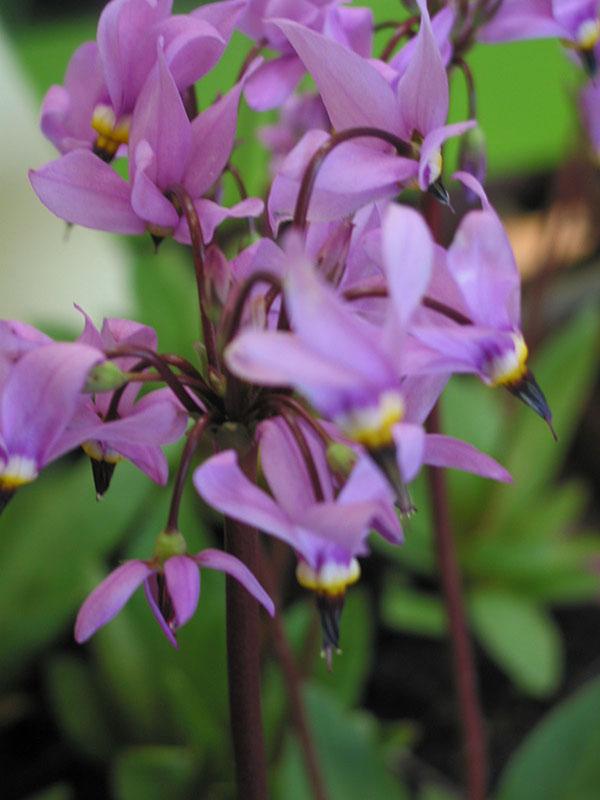 Dodecatheon meadia 